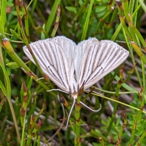 Amelora leucaniata at Kosciuszko National Park - 21 Feb 2024