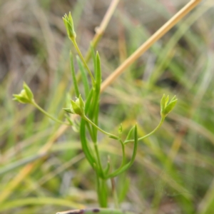 Veronica subtilis at Kosciuszko National Park - 21 Feb 2024 03:12 PM