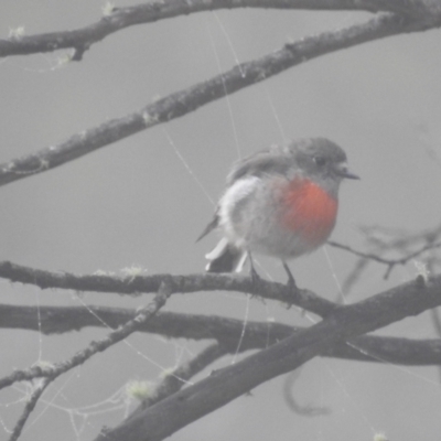 Petroica boodang (Scarlet Robin) at Kosciuszko National Park - 21 Feb 2024 by HelenCross