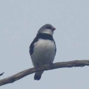 Stagonopleura guttata at Kosciuszko National Park - suppressed