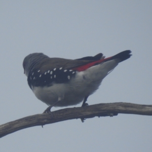 Stagonopleura guttata at Kosciuszko National Park - suppressed