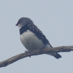 Stagonopleura guttata at Kosciuszko National Park - suppressed