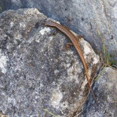 Eulamprus heatwolei (Yellow-bellied Water Skink) at Cooleman, NSW - 21 Feb 2024 by HelenCross