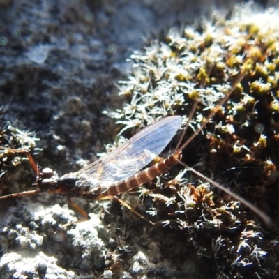 Unidentified Mayfly (Ephemeroptera) at Cooleman, NSW - 22 Feb 2024 by HelenCross