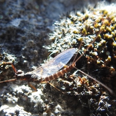 Unverified Mayfly (Ephemeroptera) at Kosciuszko National Park - 22 Feb 2024 by HelenCross