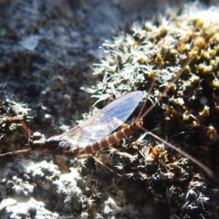 Unidentified Mayfly (Ephemeroptera) at Kosciuszko National Park - 22 Feb 2024 by HelenCross