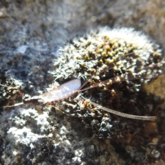 Ephemeroptera (order) at Kosciuszko National Park - 22 Feb 2024 12:15 PM