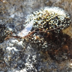Ephemeroptera (order) at Kosciuszko National Park - 22 Feb 2024 12:15 PM