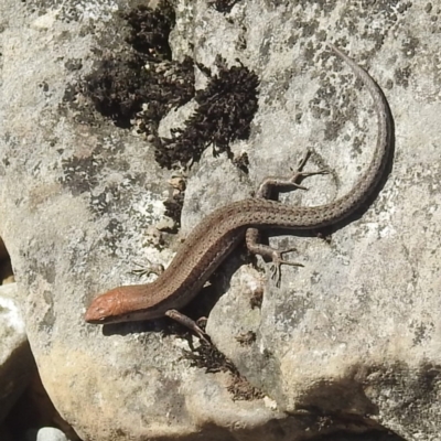 Lampropholis guichenoti (Common Garden Skink) at Cooleman, NSW - 22 Feb 2024 by HelenCross