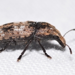 Taburnus breviceps (Fungus weevil) at QPRC LGA - 25 Feb 2024 by DianneClarke