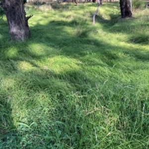 Microlaena stipoides at The Fair, Watson - 25 Feb 2024