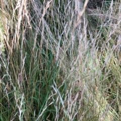 Rytidosperma sp. (Wallaby Grass) at Watson, ACT - 25 Feb 2024 by waltraud