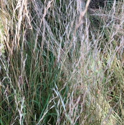 Rytidosperma sp. (Wallaby Grass) at Mount Majura - 25 Feb 2024 by waltraud