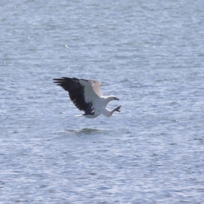 Haliaeetus leucogaster (White-bellied Sea-Eagle) at Cleveland, QLD - 18 Feb 2024 by TimL
