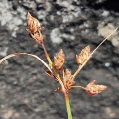 Bolboschoenus fluviatilis at OHara Headland Walking Track - 25 Feb 2024 by trevorpreston