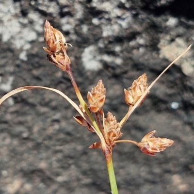 Bolboschoenus fluviatilis at OHara Headland Walking Track - 25 Feb 2024 by trevorpreston