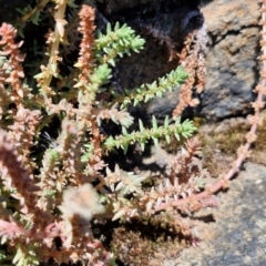 Crassula sieberiana (Austral Stonecrop) at OHara Headland Walking Track - 25 Feb 2024 by trevorpreston