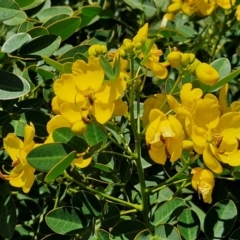 Senna pendula var. glabrata (Easter Cassia) at OHara Headland Walking Track - 25 Feb 2024 by trevorpreston