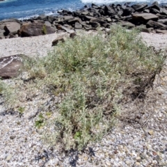 Atriplex cinerea (Grey Saltbush) at OHara Headland Walking Track - 25 Feb 2024 by trevorpreston