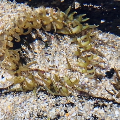 Oulactis muscosa (Sand Anemone) at OHara Headland Walking Track - 25 Feb 2024 by trevorpreston