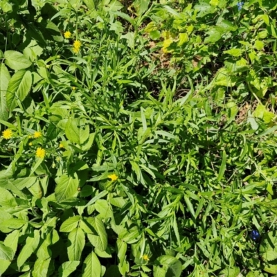 Senecio madagascariensis (Madagascan Fireweed, Fireweed) at OHara Headland Walking Track - 25 Feb 2024 by trevorpreston