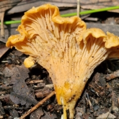 Cantharellus concinnus (Pink Chantarelle) at Ulladulla Wildflower Reserve - 24 Feb 2024 by trevorpreston