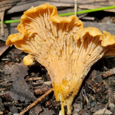 Cantharellus concinnus (Pink Chantarelle) at Ulladulla Wildflower Reserve - 24 Feb 2024 by trevorpreston