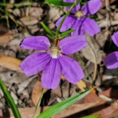 Scaevola ramosissima (Hairy Fan-flower) at Ulladulla Wildflower Reserve - 24 Feb 2024 by trevorpreston