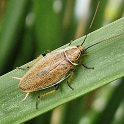 Ellipsidion humerale (Common Ellipsidion) at Ulladulla, NSW - 24 Feb 2024 by trevorpreston