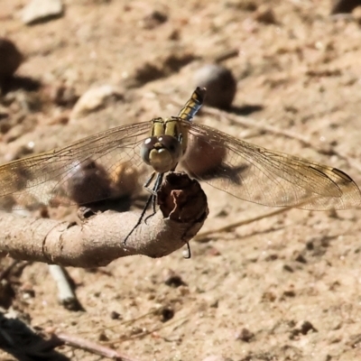 Orthetrum caledonicum (Blue Skimmer) at Federation Hill - 24 Feb 2024 by KylieWaldon