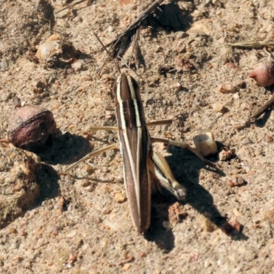 Macrotona sp. (genus) (Macrotona grasshopper) at Federation Hill - 24 Feb 2024 by KylieWaldon