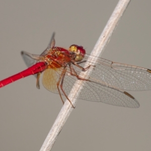 Diplacodes haematodes at Sth Tablelands Ecosystem Park - 22 Feb 2024 03:47 PM