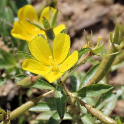 Ludwigia peploides subsp. montevidensis (Water Primrose) at Federation Hill - 24 Feb 2024 by KylieWaldon