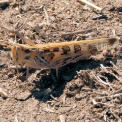 Chortoicetes terminifera (Australian Plague Locust) at Wodonga - 25 Feb 2024 by KylieWaldon