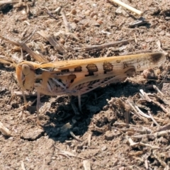 Chortoicetes terminifera (Australian Plague Locust) at Wodonga - 24 Feb 2024 by KylieWaldon