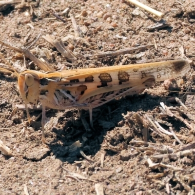 Chortoicetes terminifera (Australian Plague Locust) at Wodonga - 24 Feb 2024 by KylieWaldon