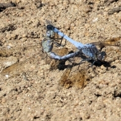 Orthetrum caledonicum (Blue Skimmer) at Wodonga - 24 Feb 2024 by KylieWaldon