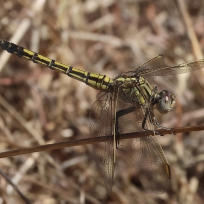 Orthetrum caledonicum (Blue Skimmer) at Federation Hill - 24 Feb 2024 by KylieWaldon