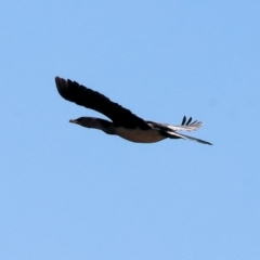 Microcarbo melanoleucos (Little Pied Cormorant) at Federation Hill - 24 Feb 2024 by KylieWaldon