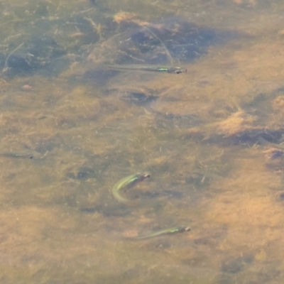 Gambusia holbrooki (Gambusia, Plague minnow, Mosquito fish) at Federation Hill - 25 Feb 2024 by KylieWaldon
