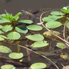 Ludwigia peploides subsp. montevidensis (Water Primrose) at Wodonga - 24 Feb 2024 by KylieWaldon