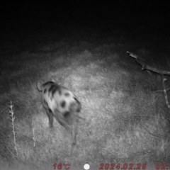 Sus scrofa (Pig (feral)) at Rob Roy Range - 24 Feb 2024 by Shazw