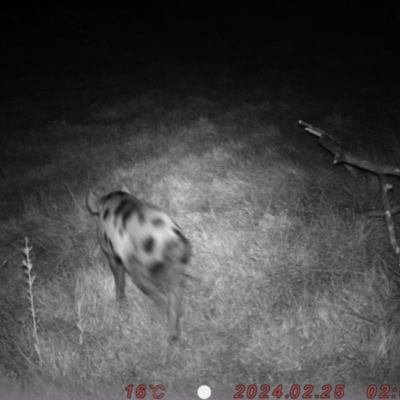 Sus scrofa (Pig (feral)) at Tharwa, ACT - 24 Feb 2024 by Shazw