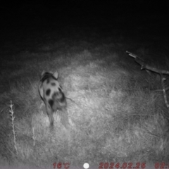 Sus scrofa at Rob Roy Range - suppressed