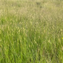 Setaria parviflora at Breadalbane, NSW - 24 Feb 2024