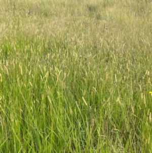 Setaria parviflora at Breadalbane, NSW - 24 Feb 2024