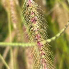 Setaria parviflora at Breadalbane, NSW - 24 Feb 2024