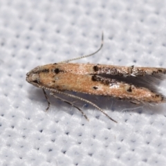 Unidentified Other moth at QPRC LGA - 25 Feb 2024 by DianneClarke