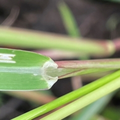 Panicum gilvum at Breadalbane, NSW - 24 Feb 2024 01:56 PM