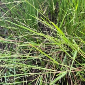 Panicum gilvum at Breadalbane, NSW - 24 Feb 2024 01:56 PM